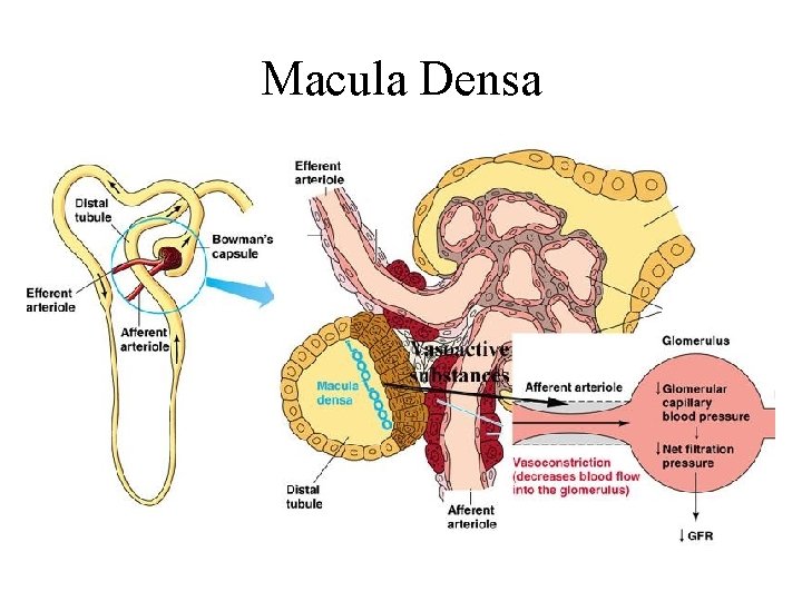 Macula Densa 