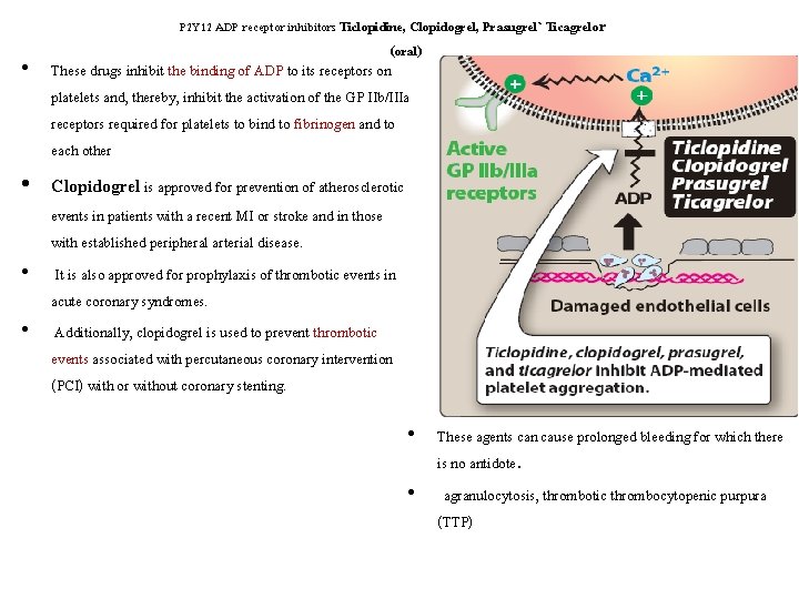 P 2 Y 12 ADP receptor inhibitors Ticlopidine, Clopidogrel, Prasugrel` Ticagrelor (oral) • These