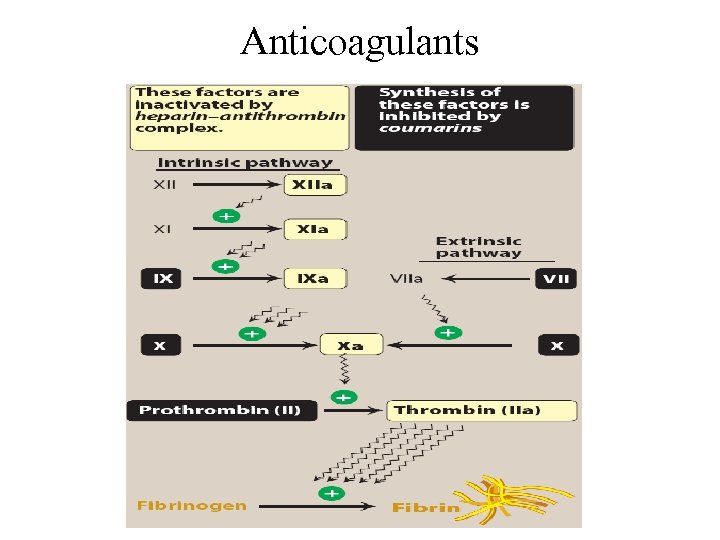 Anticoagulants 