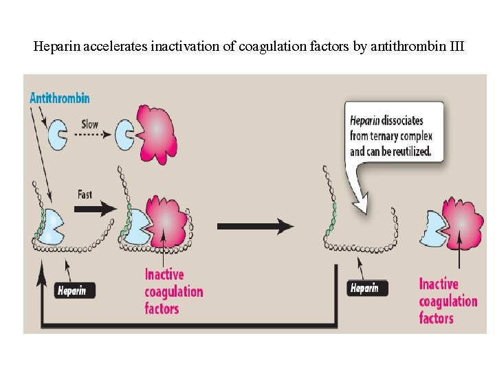 Heparin accelerates inactivation of coagulation factors by antithrombin III 