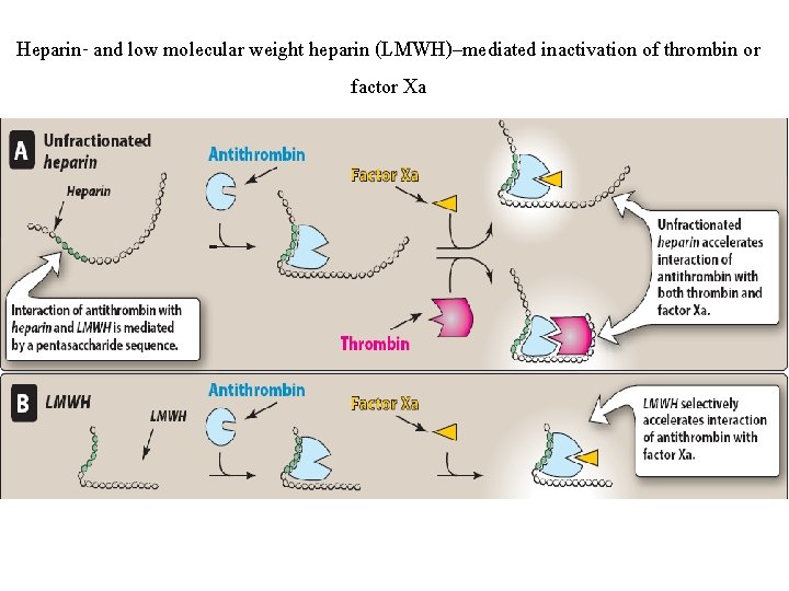 Heparin- and low molecular weight heparin (LMWH)–mediated inactivation of thrombin or factor Xa 