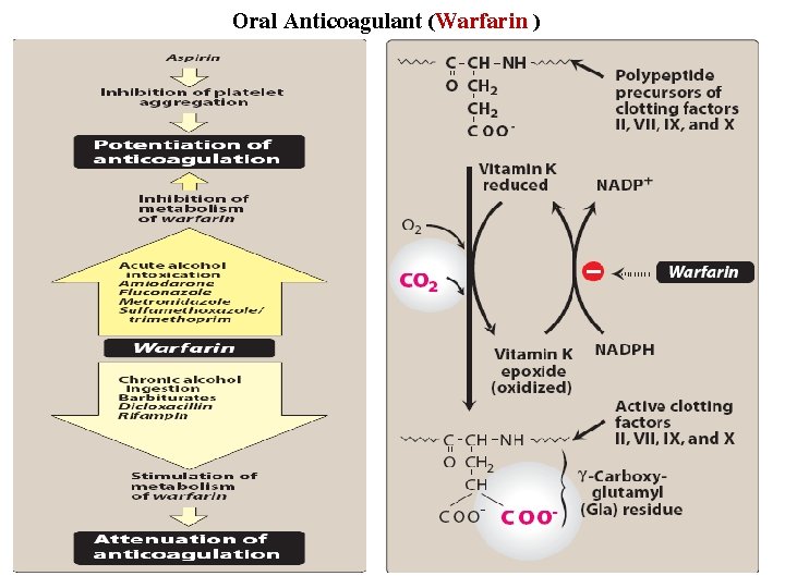 Oral Anticoagulant (Warfarin ) 