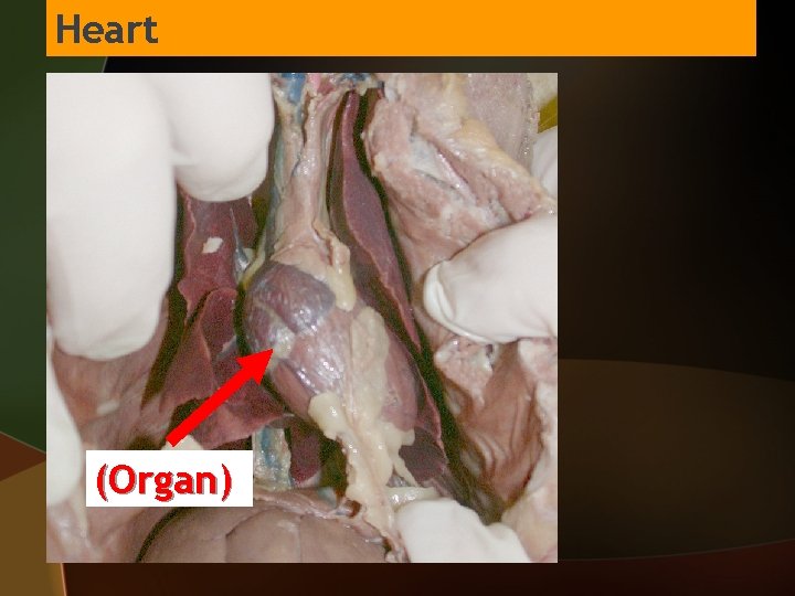 Heart (Organ) 