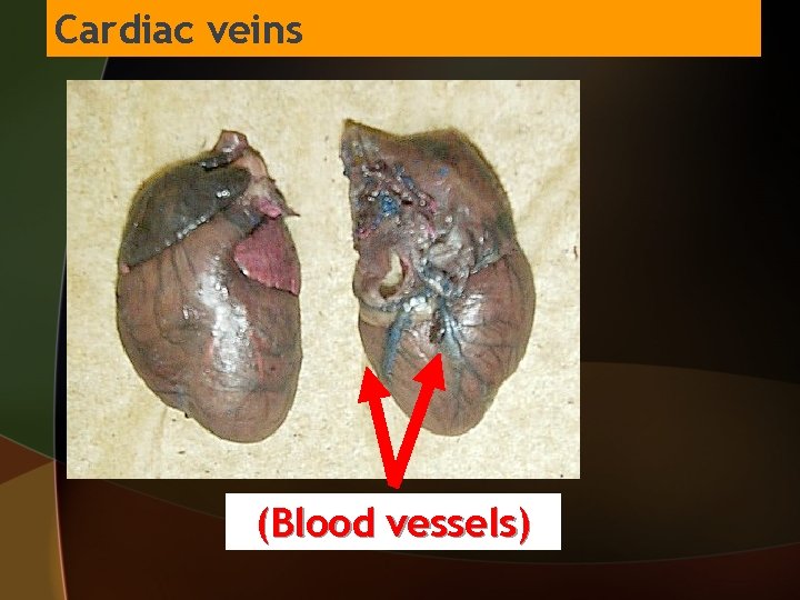 Cardiac veins (Blood vessels) 