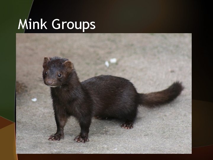 Mink Groups 