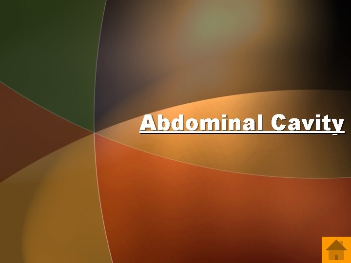Abdominal Cavity 