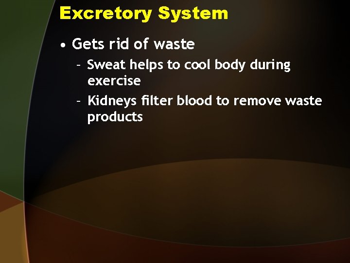 Excretory System • Gets rid of waste – Sweat helps to cool body during