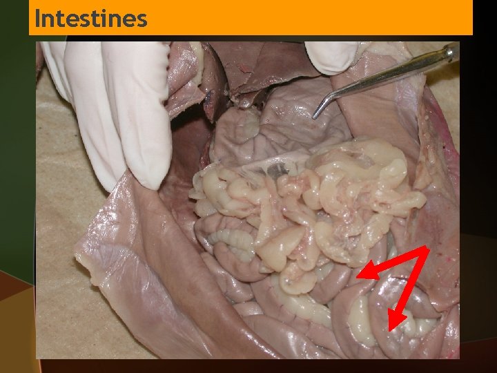 Intestines 