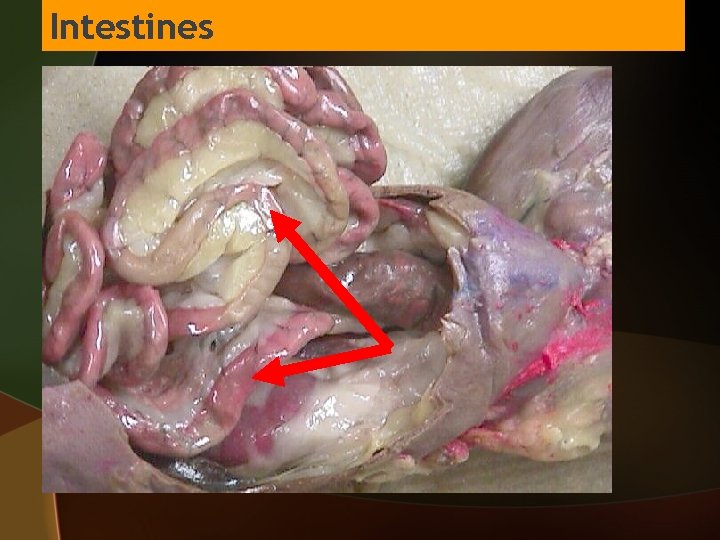 Intestines 