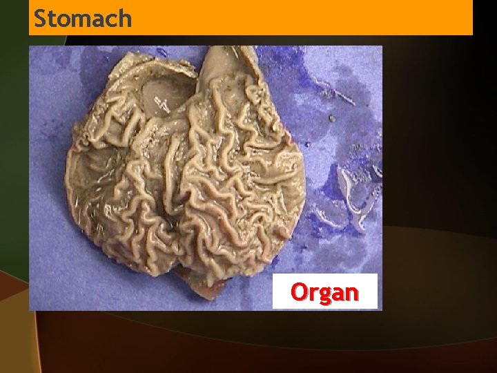 Stomach Organ 