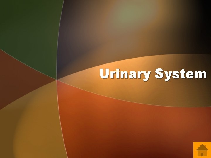 Urinary System 