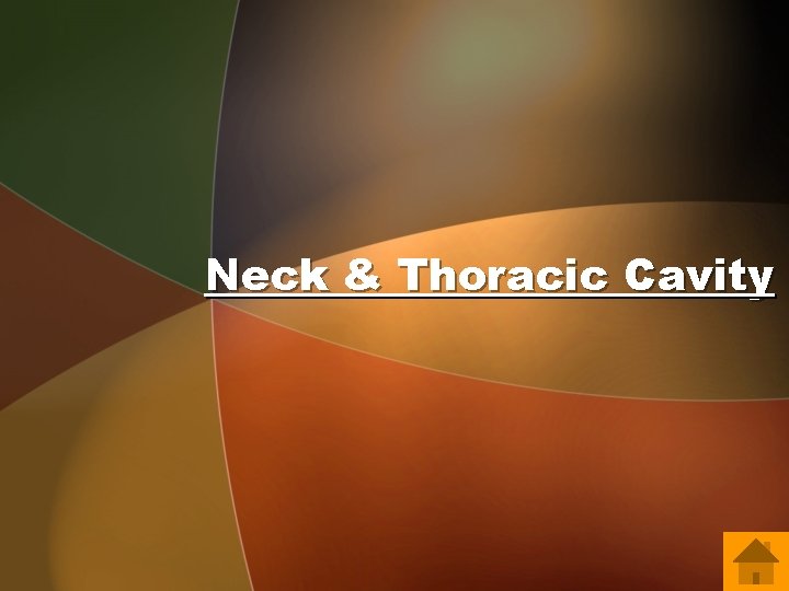 Neck & Thoracic Cavity 