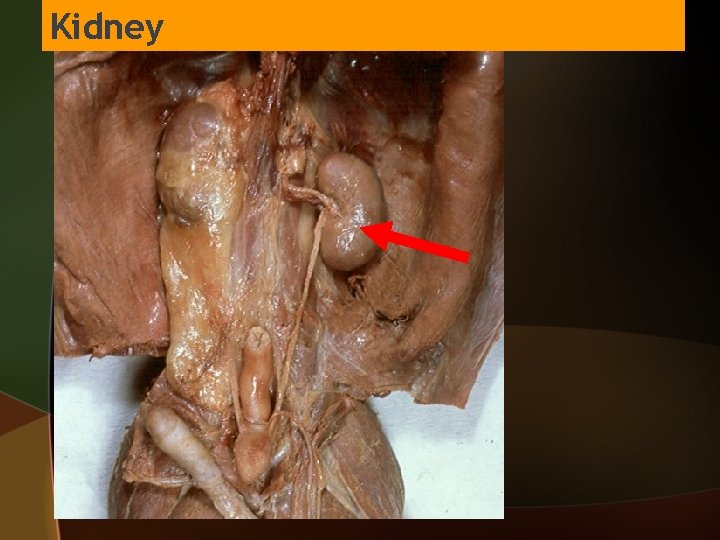 Kidney 