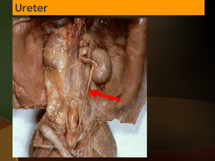 Ureter 