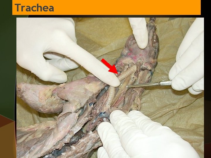 Trachea 