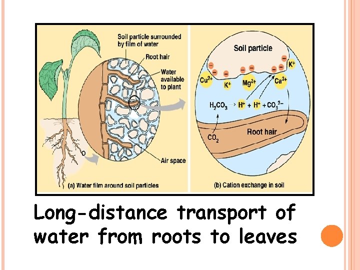 Long-distance transport of water from roots to leaves 