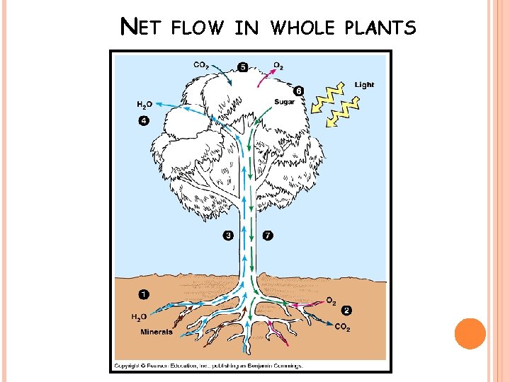 NET FLOW IN WHOLE PLANTS 