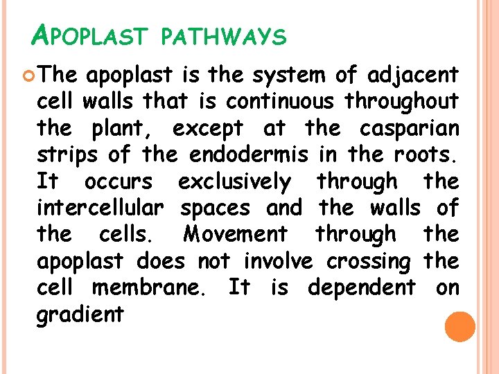 APOPLAST The PATHWAYS apoplast is the system of adjacent cell walls that is continuous