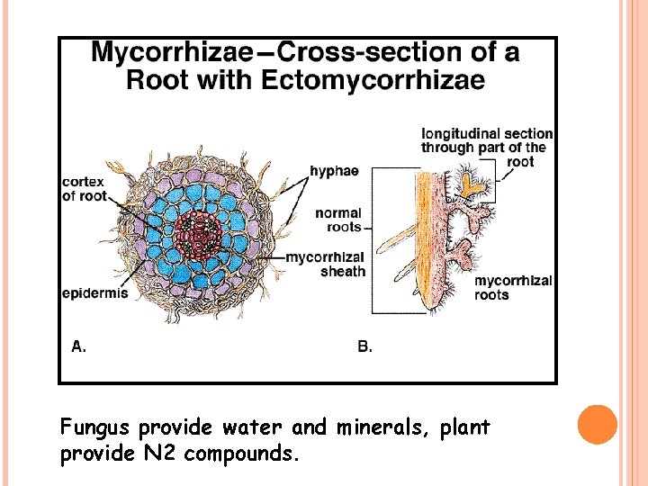 Fungus provide water and minerals, plant provide N 2 compounds. 