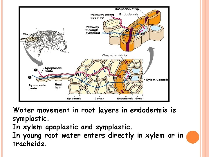 Water movement in root layers in endodermis is symplastic. In xylem apoplastic and symplastic.