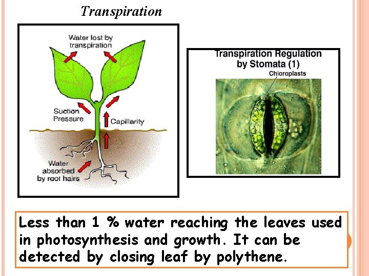 Transpiration Less than 1 % water reaching the leaves used in photosynthesis and growth.