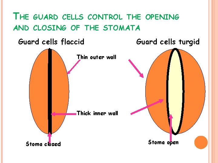 THE GUARD CELLS CONTROL THE OPENING AND CLOSING OF THE STOMATA Guard cells flaccid