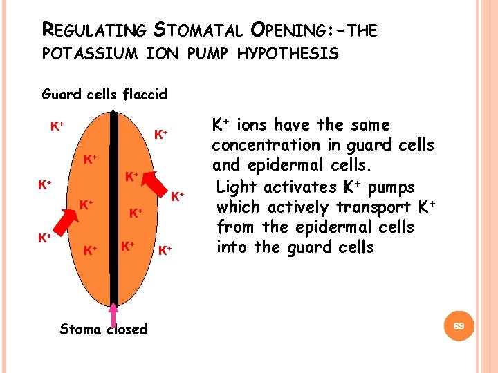 REGULATING STOMATAL OPENING: -THE POTASSIUM ION PUMP HYPOTHESIS Guard cells flaccid K+ K+ K+