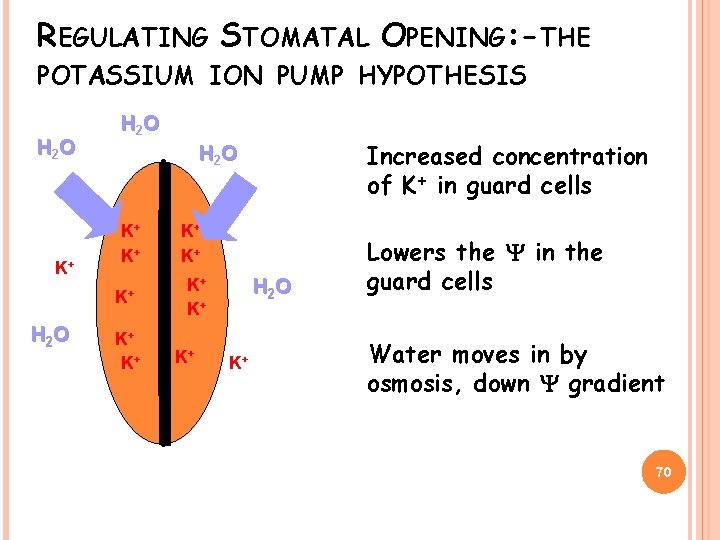 REGULATING STOMATAL OPENING: -THE POTASSIUM ION PUMP HYPOTHESIS H 2 O K+ K+ K+