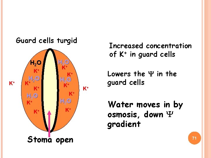 Guard cells turgid H 2 O K+ K+ H 2 O + K K+