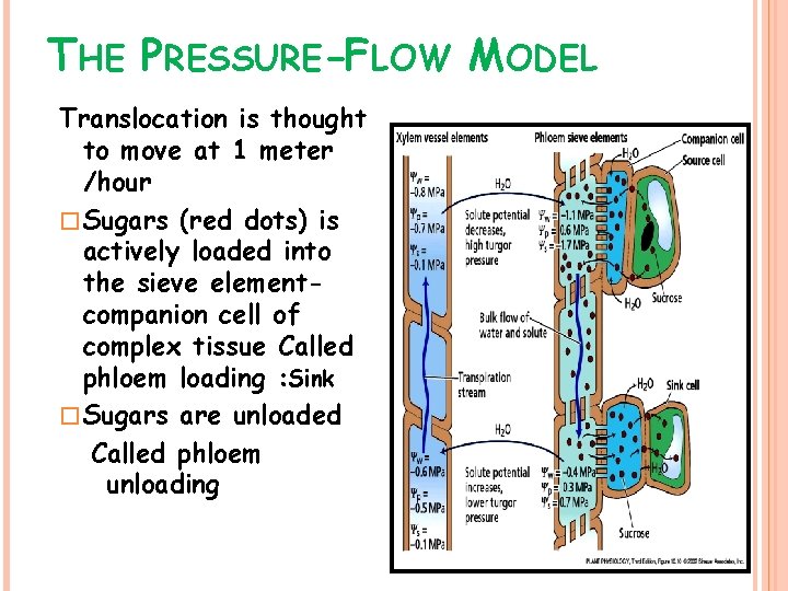 THE PRESSURE-FLOW MODEL Translocation is thought to move at 1 meter /hour � Sugars