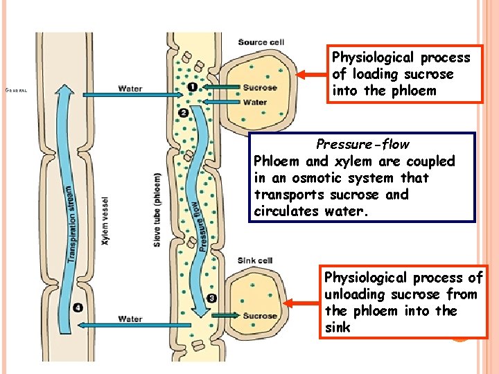 GENERAL DIAGRAM OF TRANSLOCATION Physiological process of loading sucrose into the phloem Pressure-flow Phloem