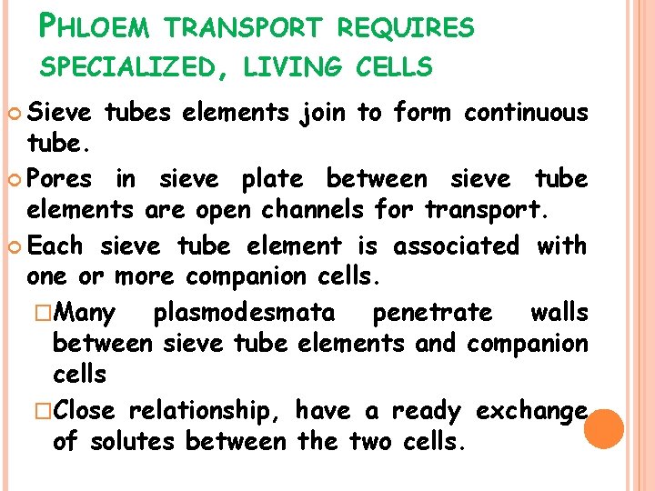 PHLOEM TRANSPORT REQUIRES SPECIALIZED, LIVING CELLS Sieve tubes elements join to form continuous tube.