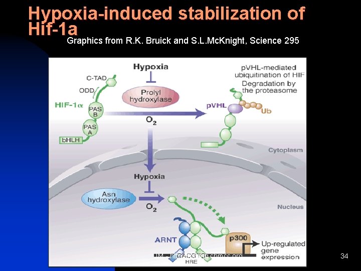 Hypoxia-induced stabilization of Hif-1 a Graphics from R. K. Bruick and S. L. Mc.