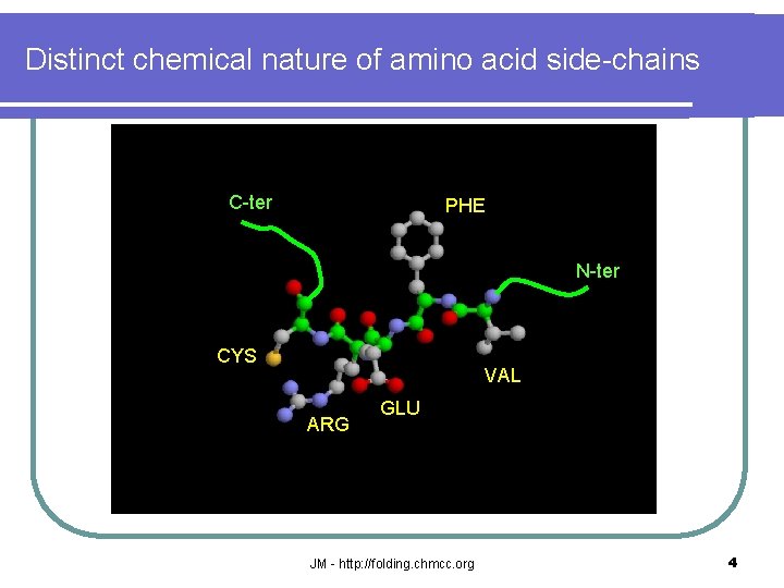 Distinct chemical nature of amino acid side-chains C-ter PHE N-ter CYS VAL ARG GLU