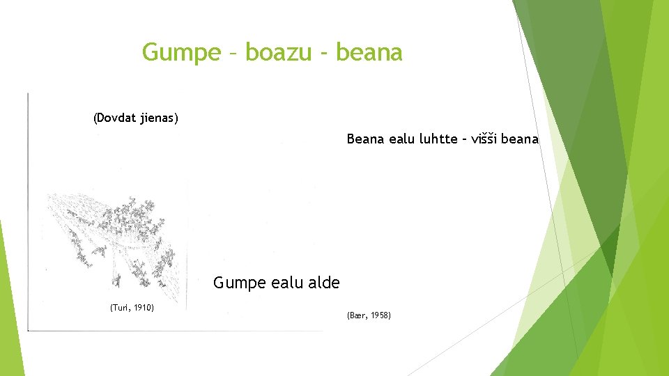 Gumpe – boazu - beana (Dovdat jienas) Beana ealu luhtte – višši beana Gumpe