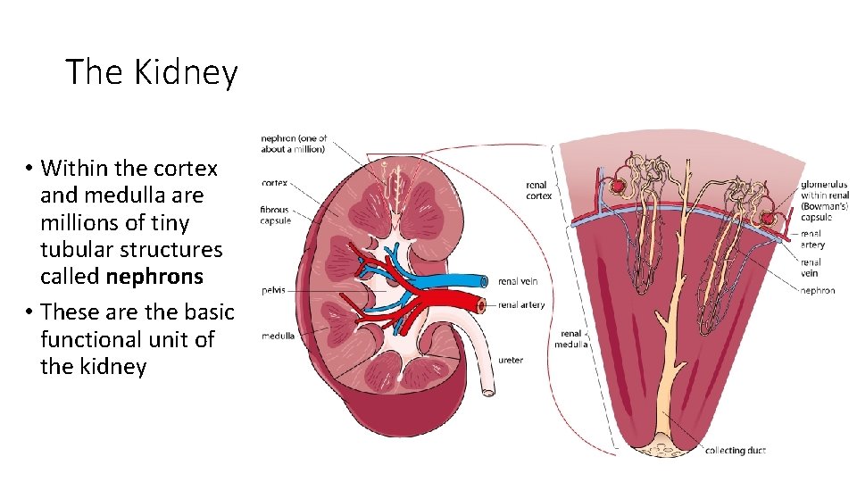 16 5 Control of blood water potential structure