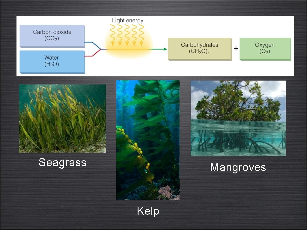 Seagrass Mangroves Kelp 