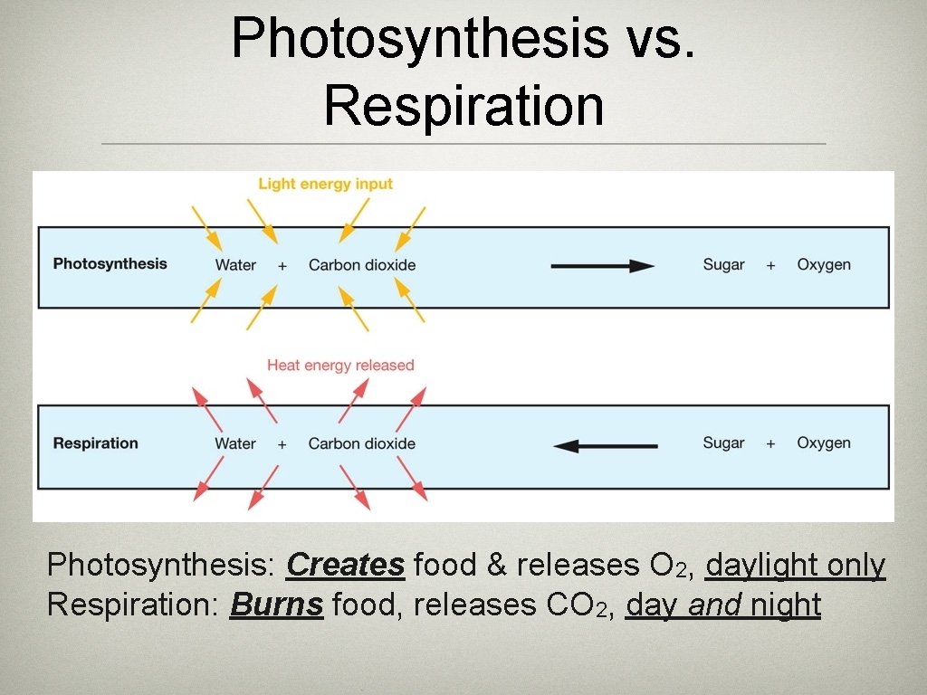 Photosynthesis vs. Respiration Photosynthesis: Creates food & releases O 2, daylight only Respiration: Burns