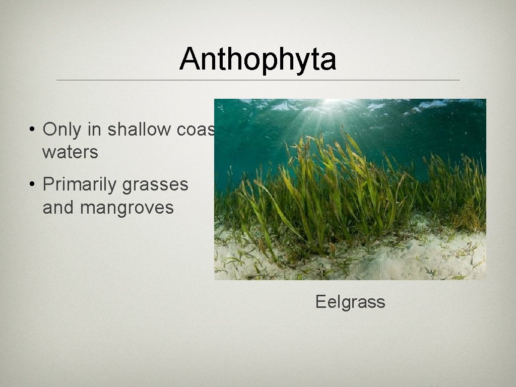 Anthophyta • Only in shallow coastal waters • Primarily grasses and mangroves Eelgrass 