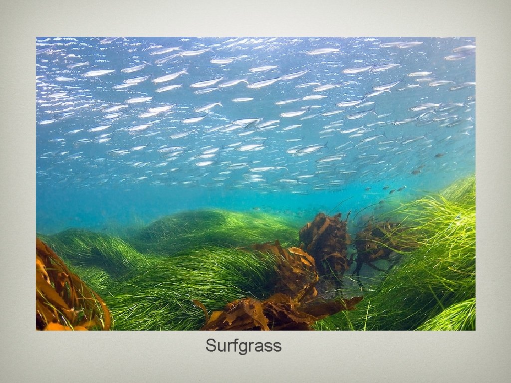 Surfgrass 
