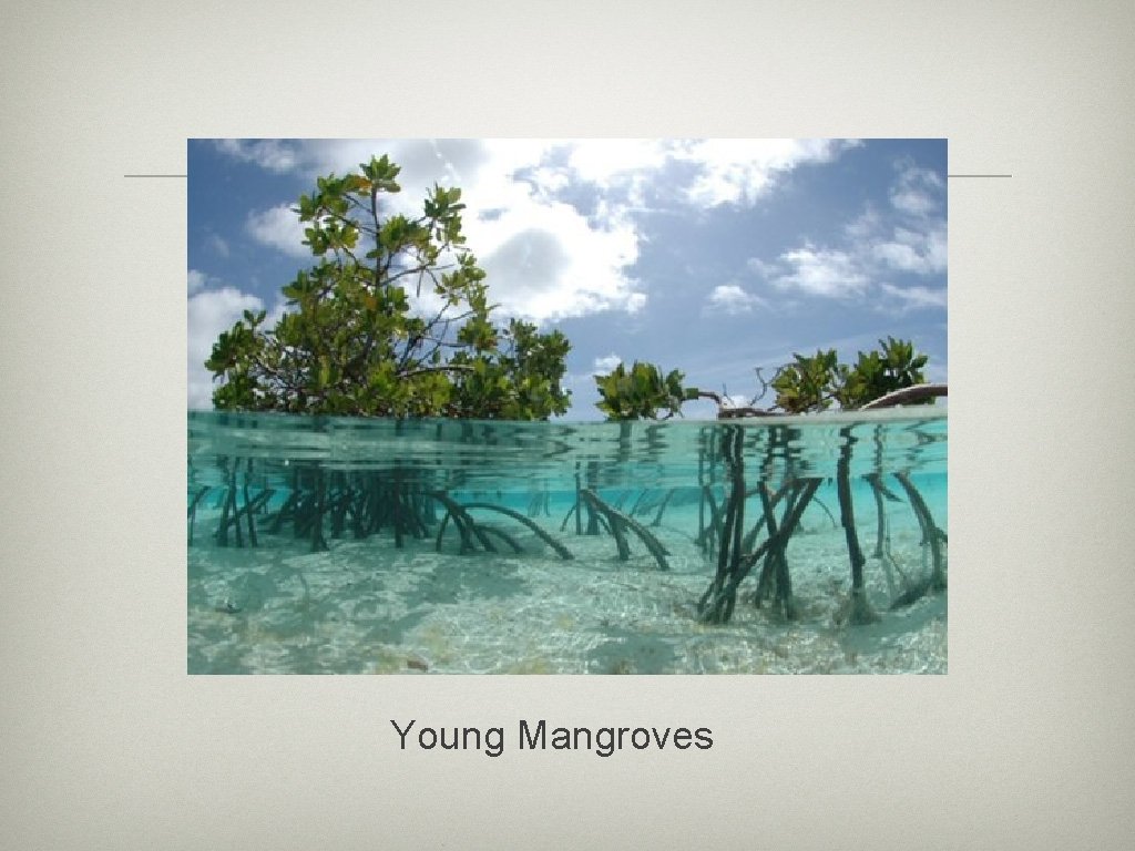 Young Mangroves 