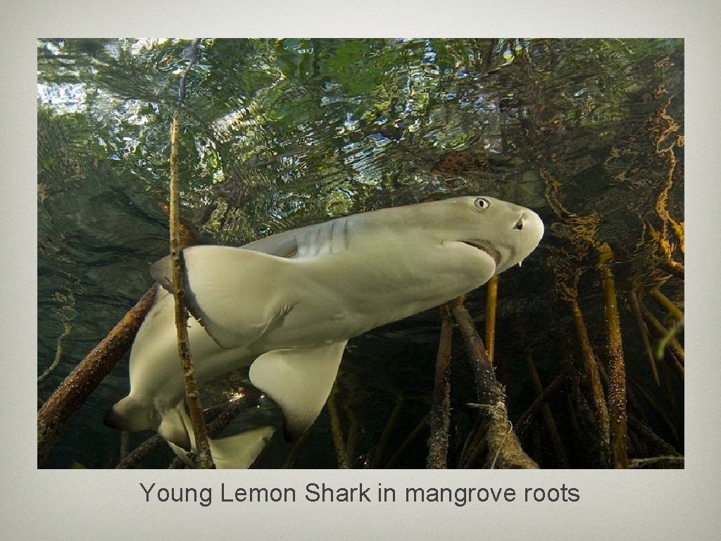 Young Lemon Shark in mangrove roots 