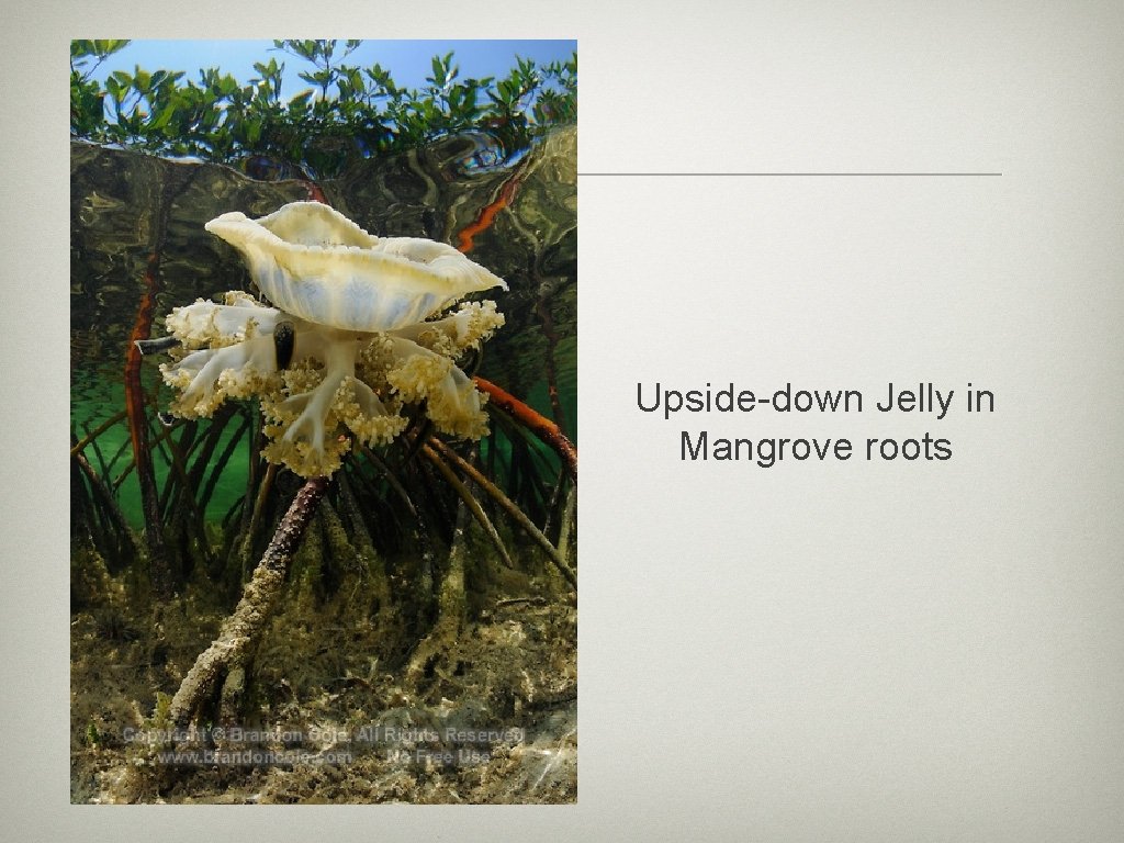 Upside-down Jelly in Mangrove roots 