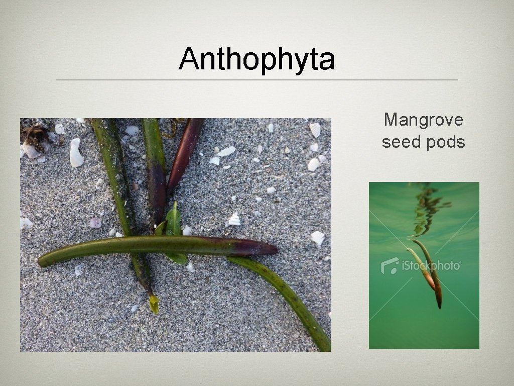 Anthophyta Mangrove seed pods 
