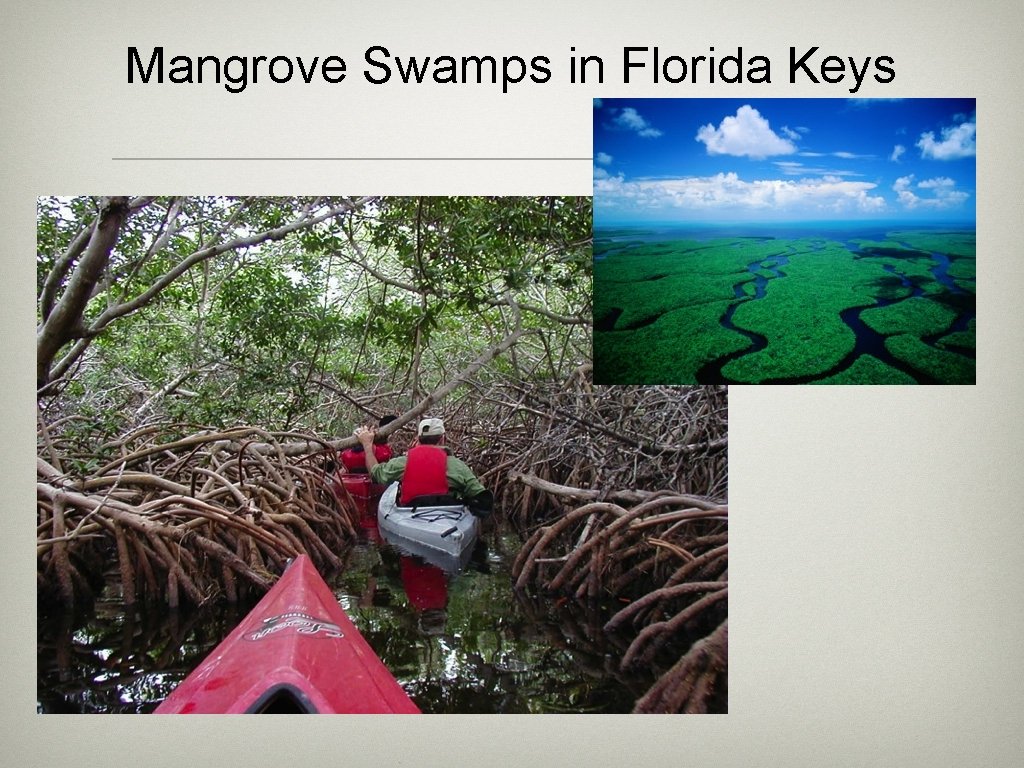 Mangrove Swamps in Florida Keys 