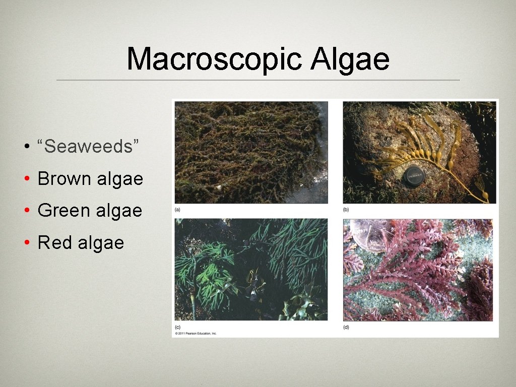 Macroscopic Algae • “Seaweeds” • Brown algae • Green algae • Red algae 