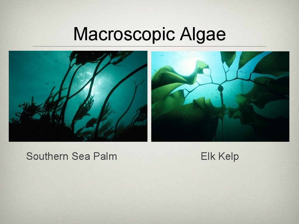 Macroscopic Algae Southern Sea Palm Elk Kelp 