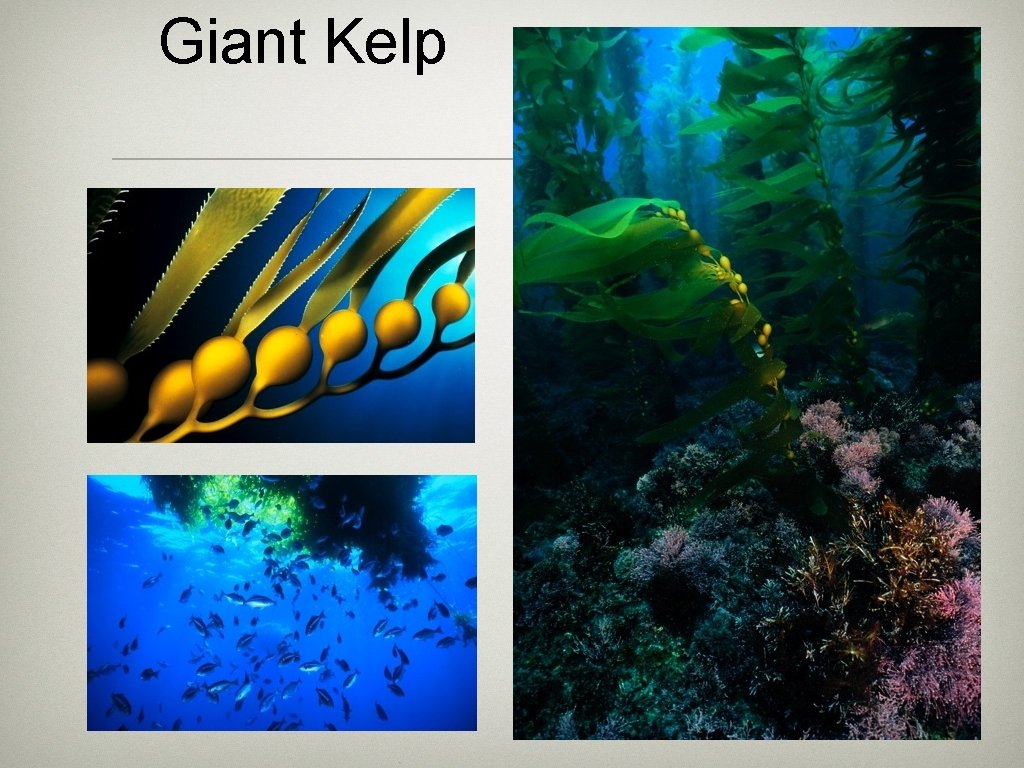 Giant Kelp 