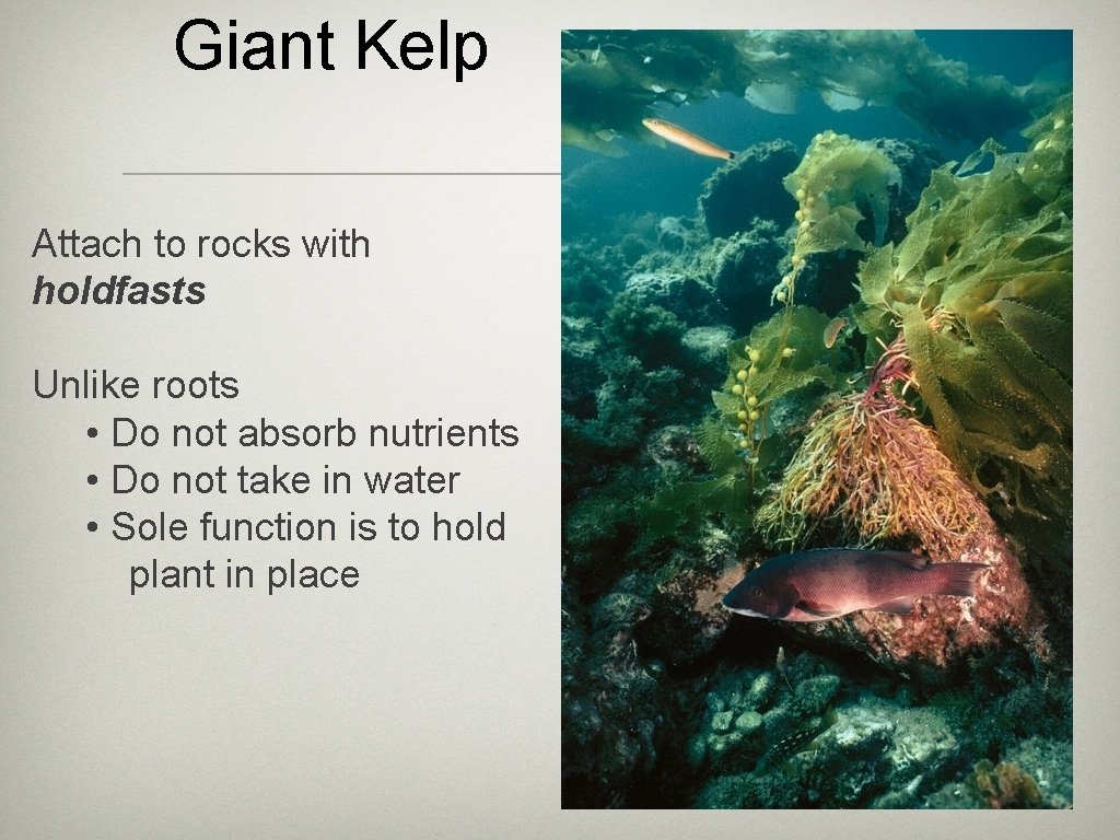 Giant Kelp Attach to rocks with holdfasts Unlike roots • Do not absorb nutrients