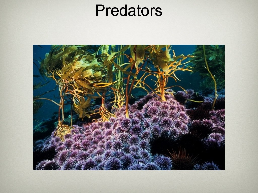 Predators 